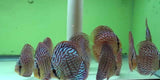 x2 Package - Royal Blue Discus Sml 1"- 1 1/2" Each-Cichlid - Discus-www.YourFishStore.com