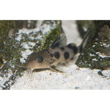 x2 Synodontis Valentiana Catfish Sml/Med 1" - 3" Each - Freshwater Fish Free Shipping-Freshwater Fish Package-www.YourFishStore.com