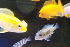 x25 African Cichlids / x5 Jellybean Parrot Package *Special*-Freshwater Fish Package-www.YourFishStore.com