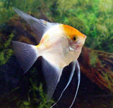 x3 Package - Albino Gold Blushing Angel Sml 1"- 1 1/2" Each-Cichlid - Angelfish-www.YourFishStore.com