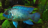 x3 Package - Electric Blue Acara Sml 1"- 1 1/2" Each-Cichlid - Neotropical-www.YourFishStore.com