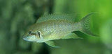 x3 Package - Neolamprologus Olivaceous Med 2" - 3" Each .-Cichlid - Lake Tanganyikan-www.YourFishStore.com