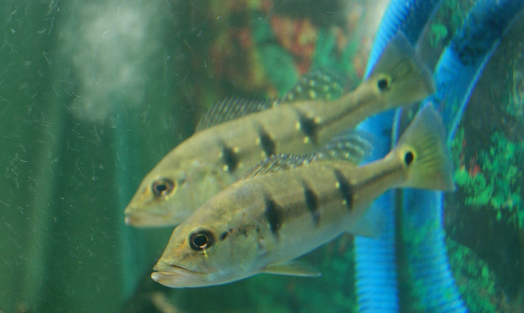 x3 Package - Peacock Bass Cichlid  Sml 1"- 1 1/2" Each