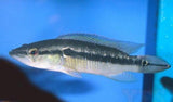 x3 Package - Pike Cichlid Colombia Sml 1"- 1 1/2" Each-Cichlid - Neotropical-www.YourFishStore.com