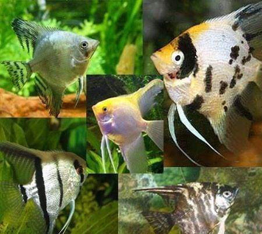 x4 Assorted Angel Fish Lrg 3" - 4" Each - Fresh Water Fish Package