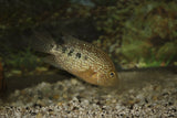 x4 Package - Flowerhorn Cichlid Med 2" - 3" Each-Cichlid - Miscellaneous-www.YourFishStore.com