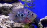 x4 Package - Flowerhorn Parrot Cichlid Sml 1"- 1 1/2" Each-Cichlid - Miscellaneous-www.YourFishStore.com