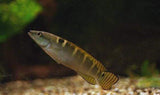 x4 Package - Green Yellow Tail Dwarf Pike Cichlid Sml 1"- 1 1/2" Each-Cichlid - Neotropical-www.YourFishStore.com