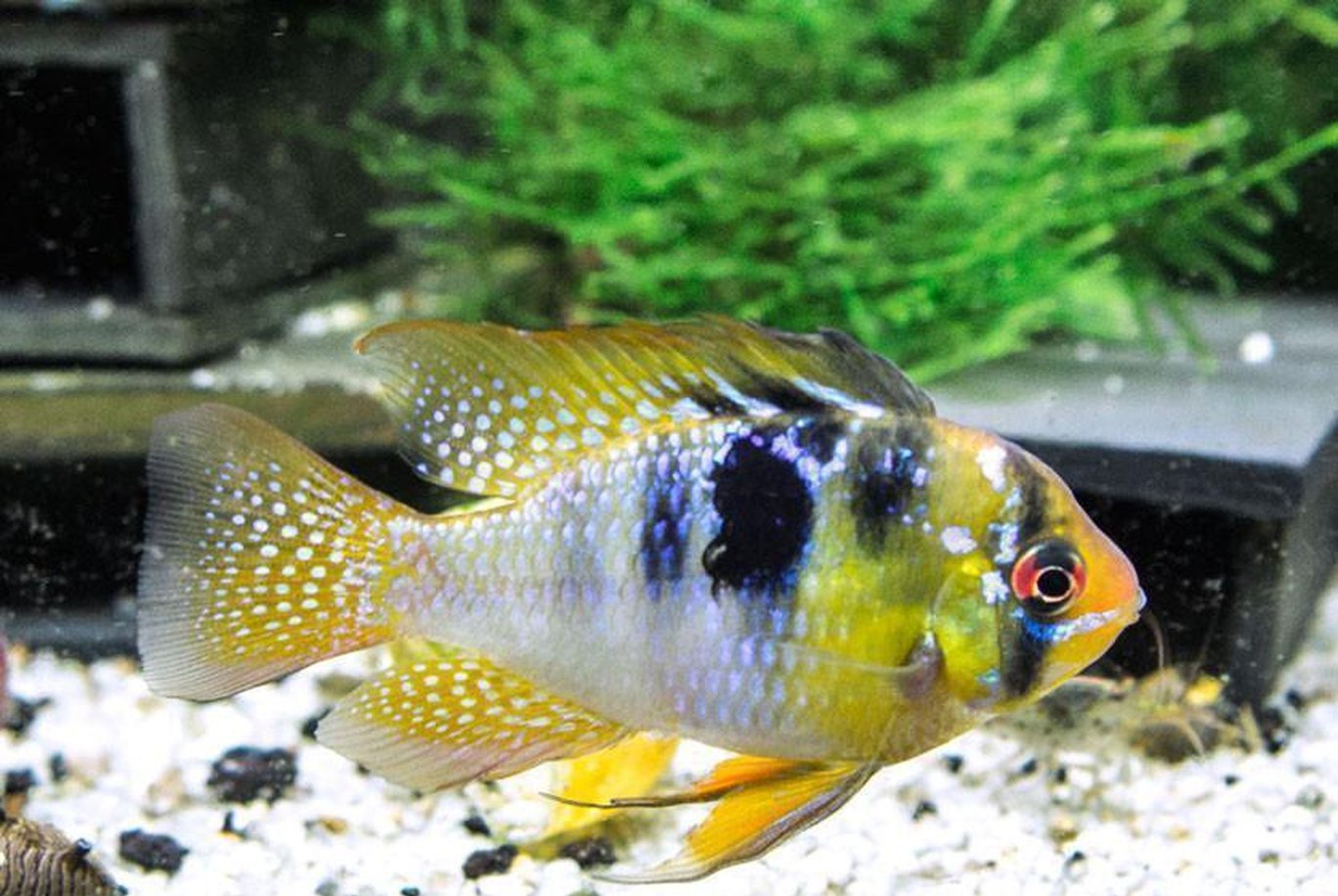 x5 Package - German Blue Ram Cichlid Med 2" - 3" Each-Cichlid - Neotropical-www.YourFishStore.com