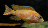 x5 Package - Strawberry Peacock Cichlid Sml 1"- 1 1/2" Each-Cichlid - Lake Malawi-www.YourFishStore.com