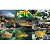x6 Assorted Haplochromis Cichlids Lrg 4-6" Each Package + x10 Assorted Freshwater Plants - *Bulk Save-Freshwater Fish Package-www.YourFishStore.com
