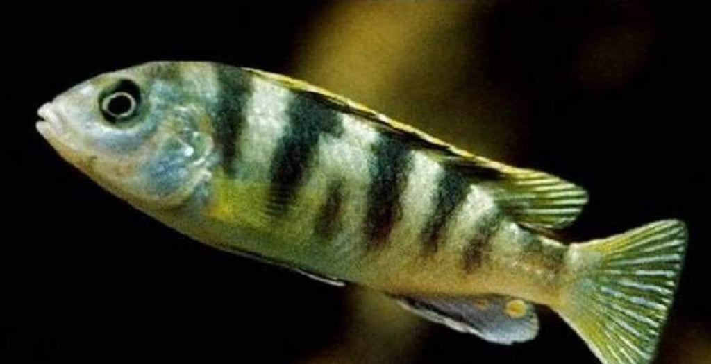 x6 Package - Labidochromis sp. Perlmutt Cichlid Sml 1"- 1 1/2" Each