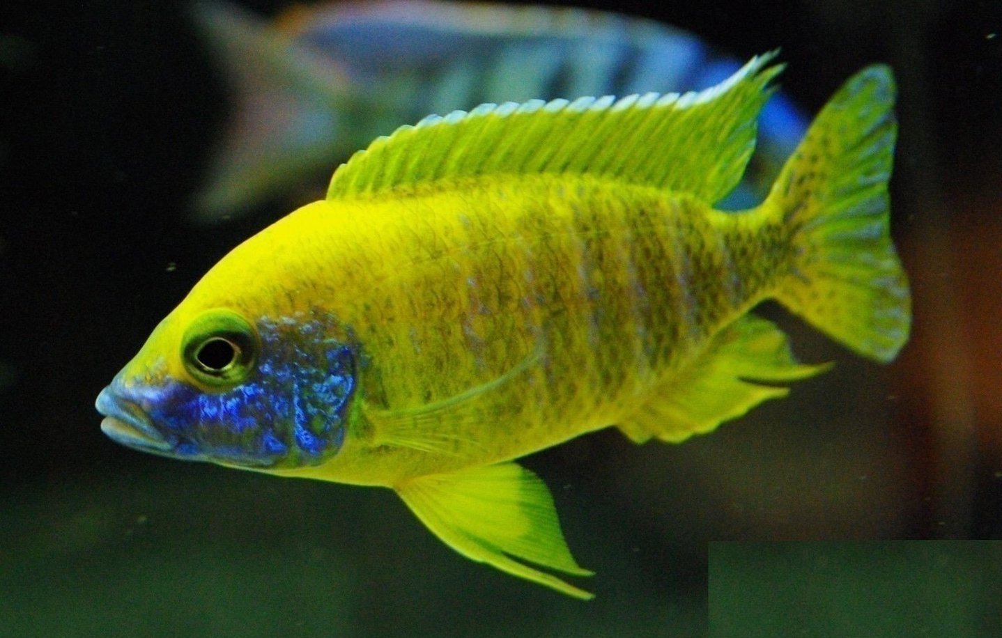 x6 Package - Sunshine Peacock Cichlid Sml 1"- 1 1/2" Each-Cichlid - Lake Malawi-www.YourFishStore.com