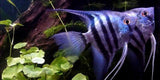x8 Package - Zebra Blue Angel Sml 1"- 1 1/2" Each-Cichlid - Angelfish-www.YourFishStore.com