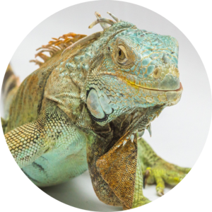 Online Reptiles