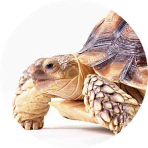 Online Reptiles