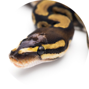 Online Reptiles