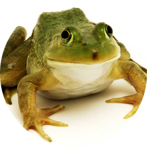 Online Reptiles