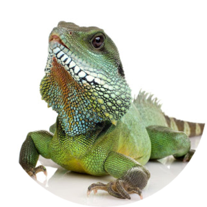 Online Reptiles