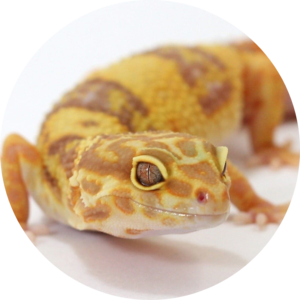 Online Reptiles