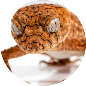Online Reptiles
