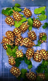 2"-3" Baby Sulcata Tortoise's - Free Shipping-marine fish packages-www.YourFishStore.com