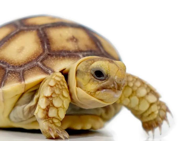 2"-3" Baby Sulcata Tortoise's - Free Shipping