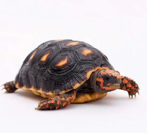 3-3.5" Redfoot Tortoise - Free Shipping