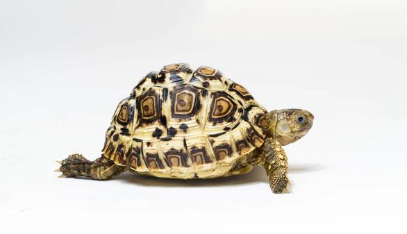 3-5" Leopard Tortoise - Free Shipping-marine fish packages-www.YourFishStore.com