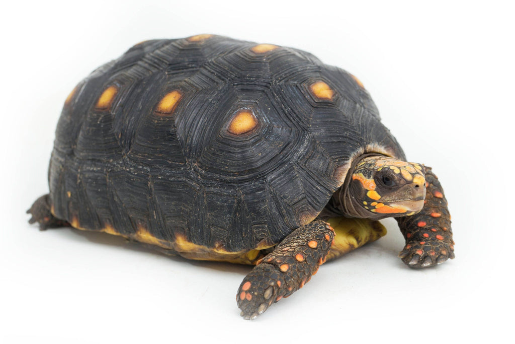 Adult Redfoot Tortoise - Free Shipping