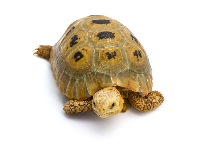Baby Elongated Tortoise - Free Shipping