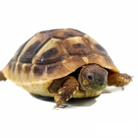 Baby Hermans Tortoise - Free Shipping