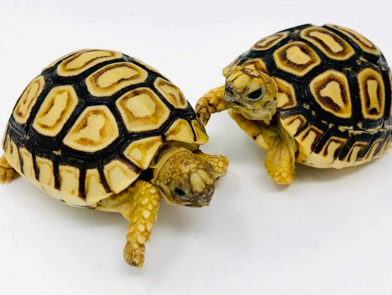 Baby Leopard Tortoise - Free Shipping
