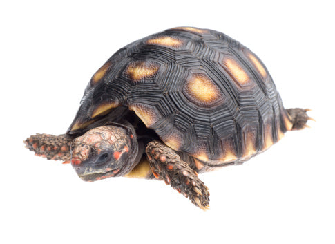 Baby Redfoot Tortoise - Free Shipping-marine fish packages-www.YourFishStore.com