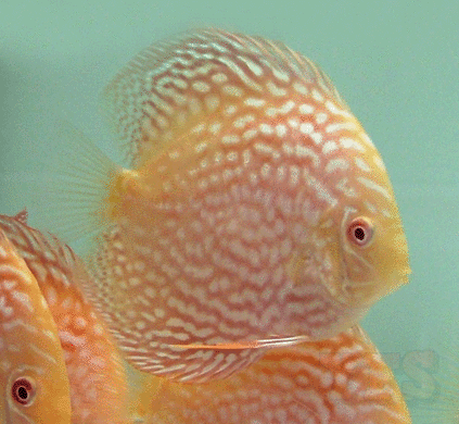x1 Package Albino Pigeon Blood Discus Med 2