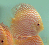 x1 Package - Albino Pigeon Blood Discus Med 2" - 3" Each-Cichlid - Discus-www.YourFishStore.com