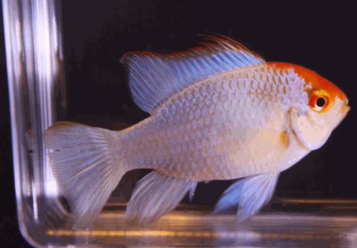 x2 Package - Gold Face Electric Blue Ram Cichlid  Sml 1"- 1 1/2" Each