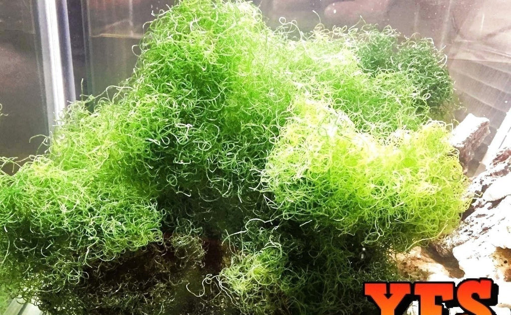 1 Pound - Live Chaetomorpha Algae Marine Plant Reef *Bulk Save