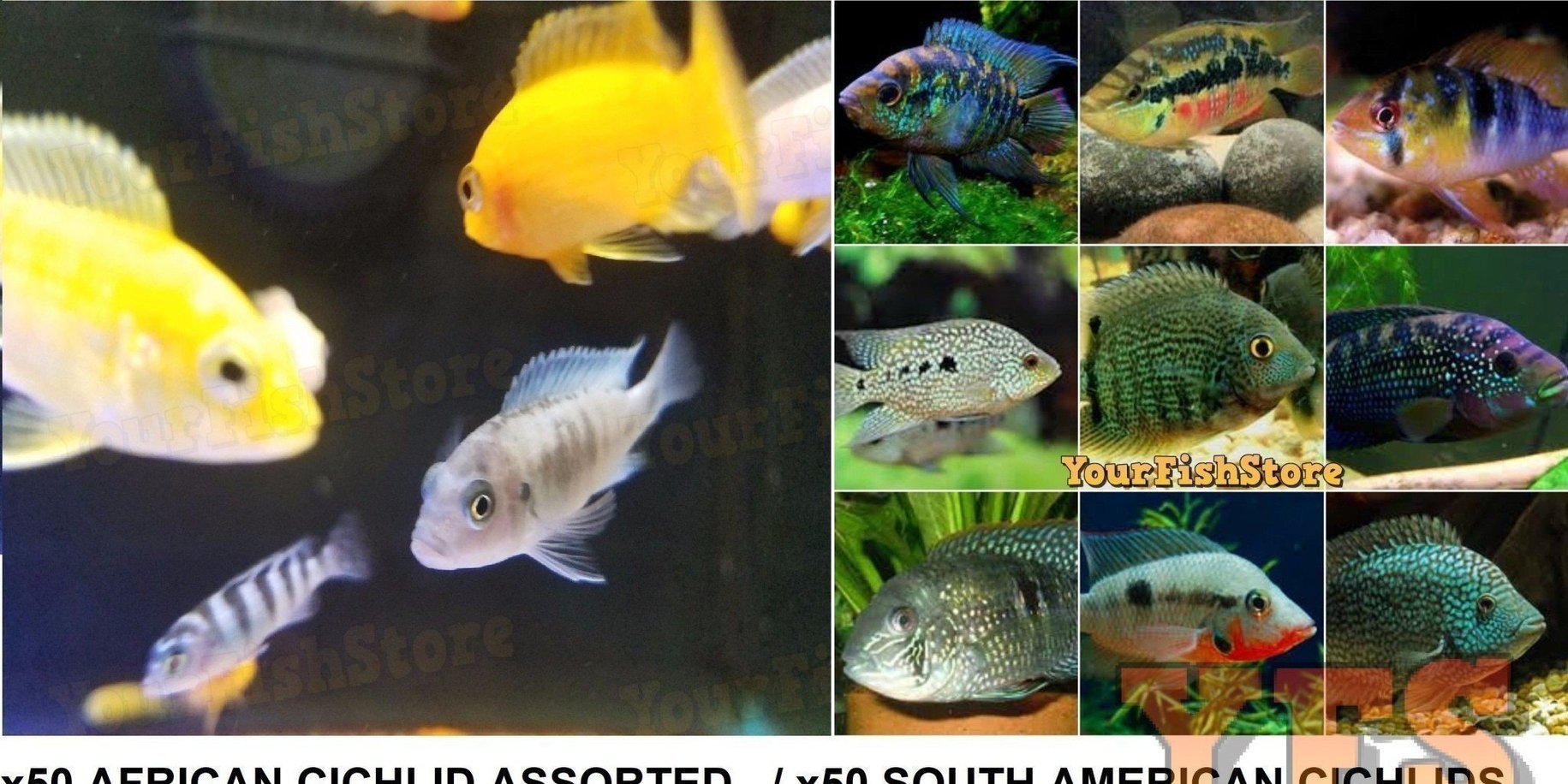 100+ Cichlid Fish Package - X50 African Cichlid Assorted / X50 South American Cichlids Package *Bulk-Complete Tank Packages-www.YourFishStore.com