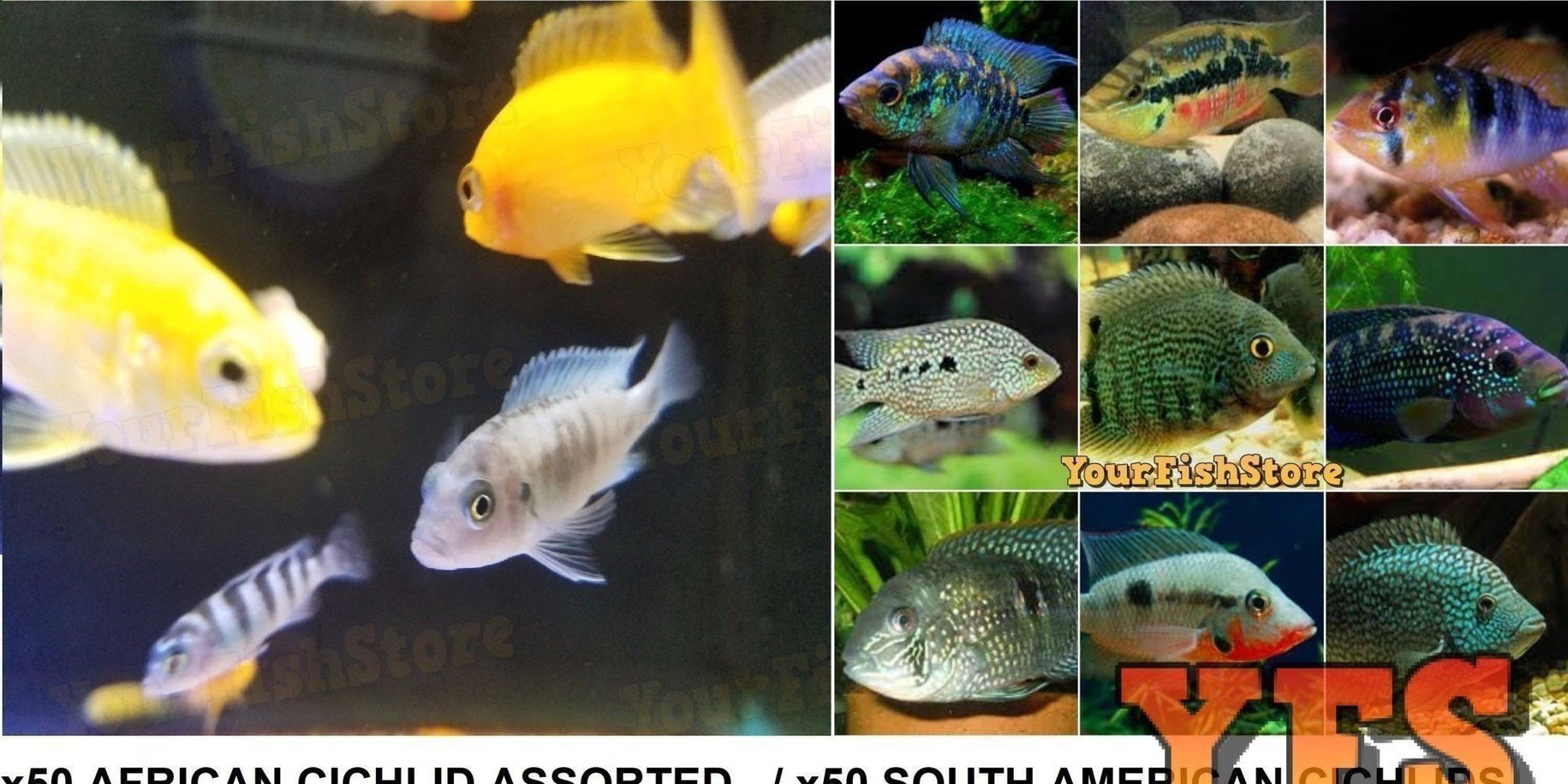 100+ Cichlid Package - X50 African Cichlid Assorted / X50 South American Cichlids Package *Bulk-Freshwater Fish Package-www.YourFishStore.com
