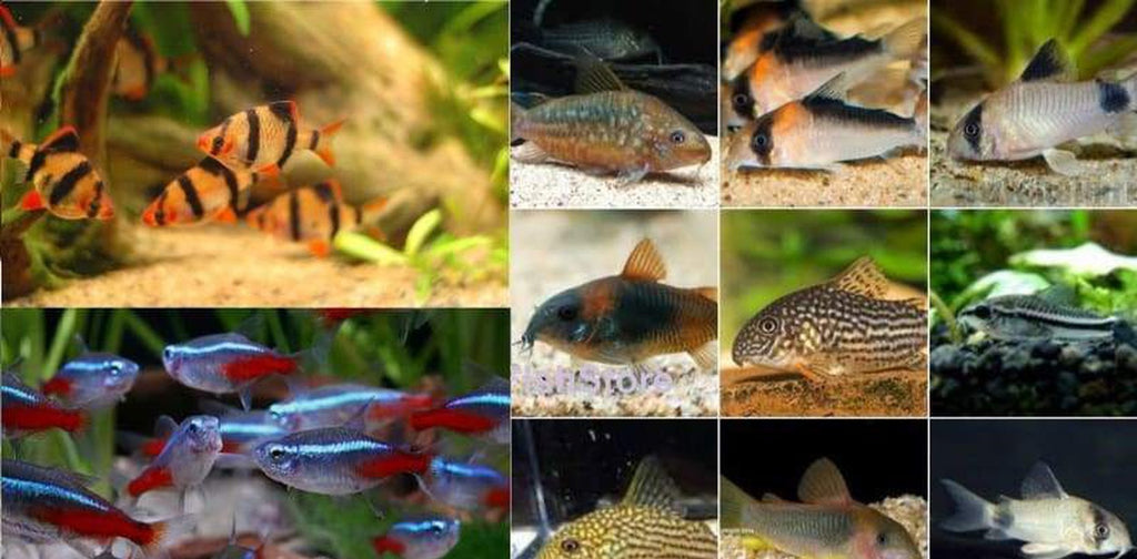 100+ Fish Package - (X50) Tiger Barbs - (X25) Asst Corydoras Catfish - (X25) Neon Tetra