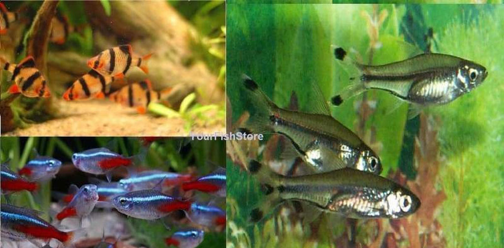 100+ Fish Package - (X50) Tiger Barbs - (X25) Scissortail Rasbora - (X25) Neon Tetra