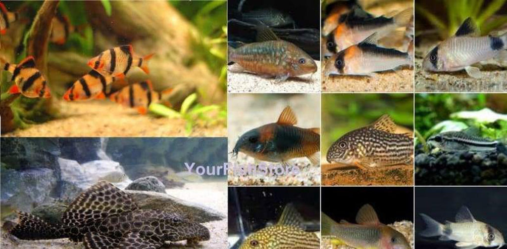 100+ Fish Package - (X50) Tiger Barbs (X40) Assorted Cory Catfish (X10) Plecos