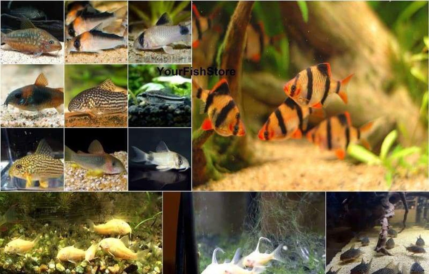 100+ Fish Package - (X50) Tiger Barbs - (X50) Asst Corydoras Catfish-Complete Tank Packages-www.YourFishStore.com