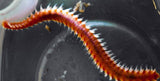 100 Live Bristleworms Package (Super Discount)-www.YourFishStore.com