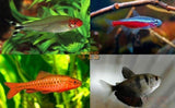 100+ Schooling Fish Package - (X25) Barbs (X75)Tetra-Complete Tank Packages-www.YourFishStore.com