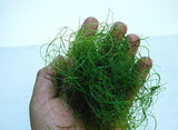 1/2 Cup - Live Chaetomorpha Algae Marine Plant Reef-Chaetomorpha-www.YourFishStore.com