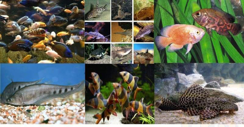 129+ Fish Package Aggressive Freshwater Fish Package Free Shipping *Bulk Save