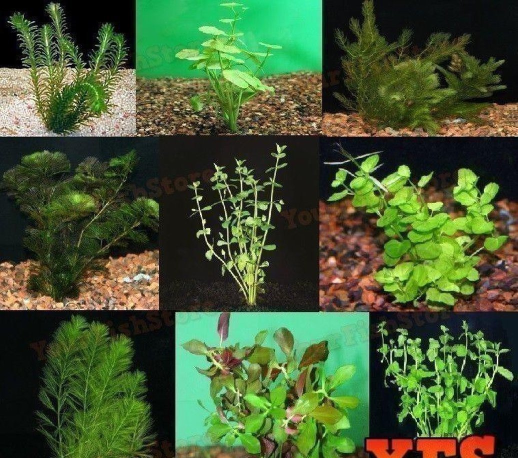 20 PLANTS FOR $69 - Assorted Live Bunched Plants - Freshwater Fish Tank-Freshwater Plant-www.YourFishStore.com