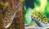 20+ Puffers Lover Package - x10 Figure Eight Puffers / x10 Leopard Puffers - Freshwater-Complete Tank Packages-www.YourFishStore.com